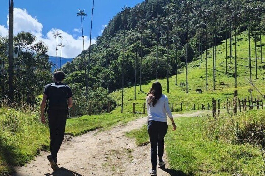 A dirt path flanked by lush greenery and tall palm trees, leading through a hilly landscape. 3