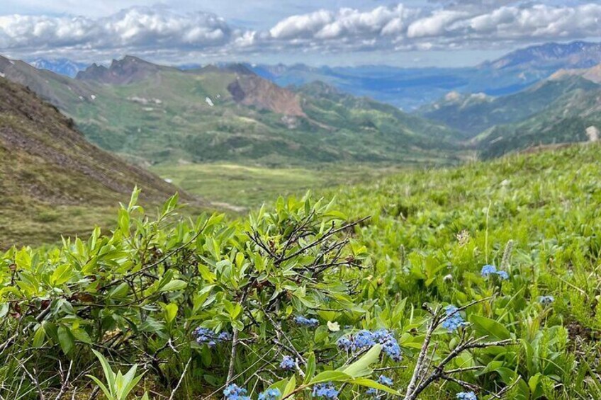 A mountainous landscape with green hills, blue flowers, and distant mountains under a cloudy sky. 1