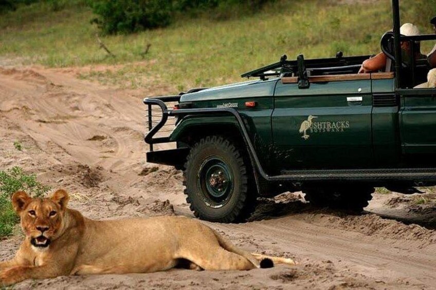 Un véhicule de safari vert, avec l’inscription « SHTRACKS SOUTH AFRICA » sur le côté, un lion allongé sur le sol et une personne au volant. 2