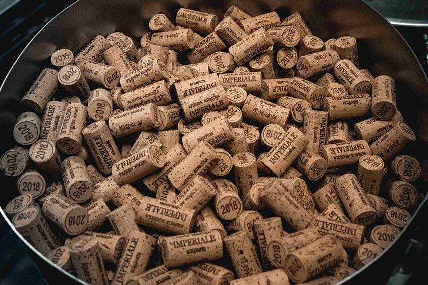 Wine Tasting and Estate Tour in Bolgheri 2