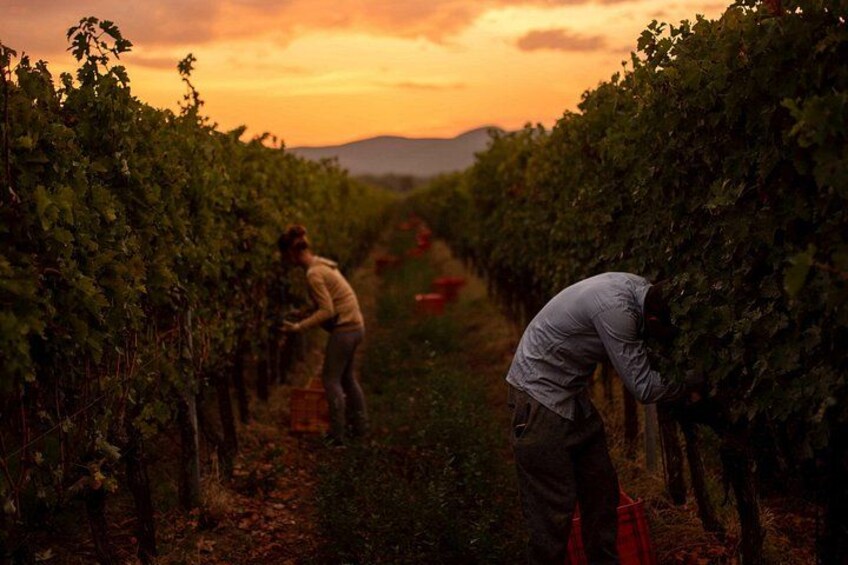 Wine Tasting and Estate Tour in Bolgheri 3