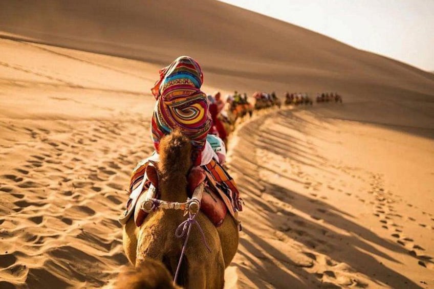A camel with a colorful headgear in a desert landscape. 2