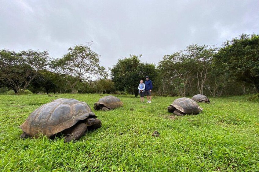 A grassy field with several large tortoises and a person standing in the middle. 2