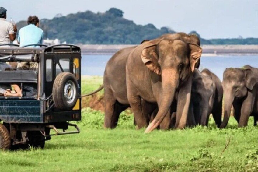 Sri Lankan Elephant 3