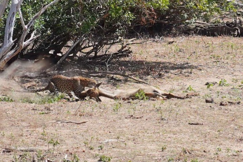 A leopard lying on the ground, a fallen tree, and sparse vegetation. 2