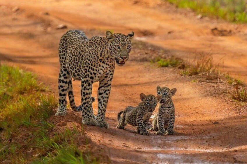 Special Full Day Safari Yala National Park - 04:30 AM to 06:00 PM 1