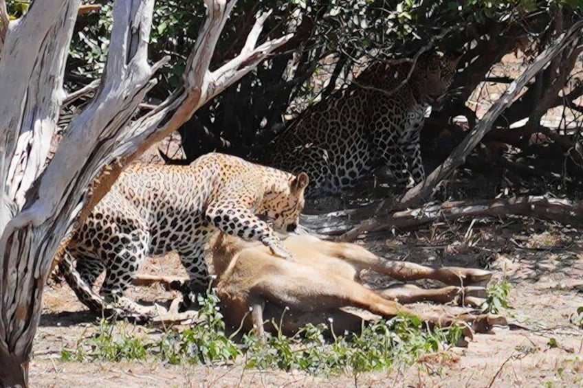 A leopard resting under a tree, a fallen tree trunk, and a leopard lying on the ground. 5