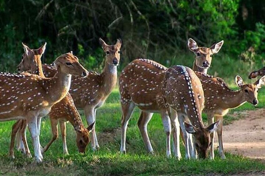 Sri Lankan Axis Deer 5