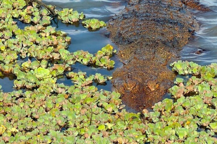 A water body with floating green plants and a dark, muddy area. 3