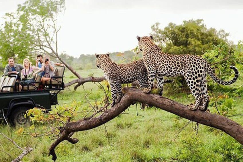 Sri Lankan Leopard 2
