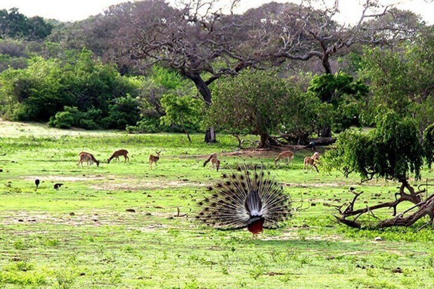 Sri Lankan Peacock 4