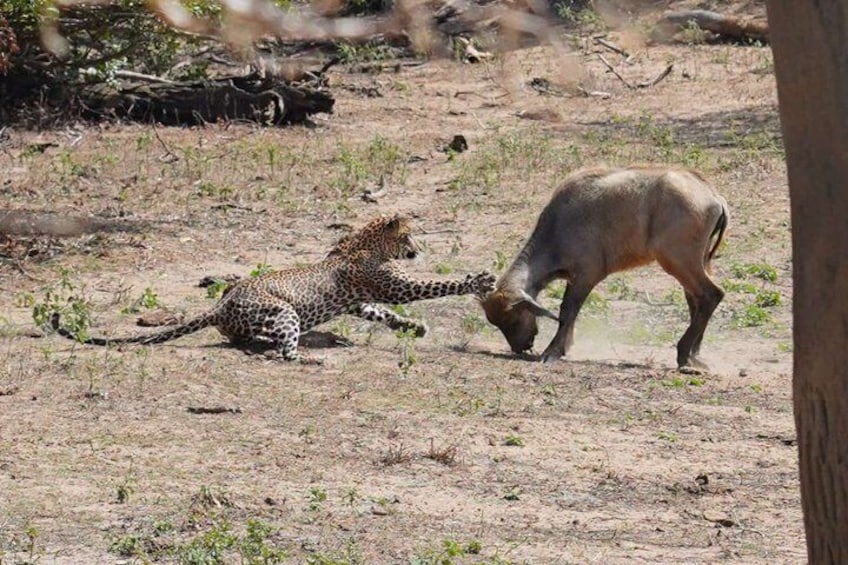 A leopard lying on the ground with a gazelle grazing nearby. 4