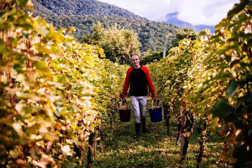 A person walking through a vineyard with rows of grapevines. 4