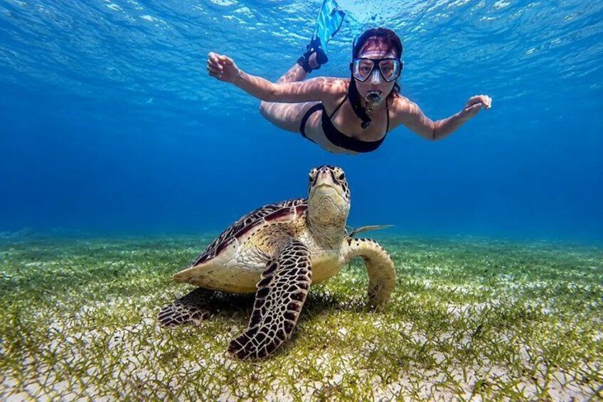 A person snorkeling underwater with a sea turtle on the ocean floor. 3