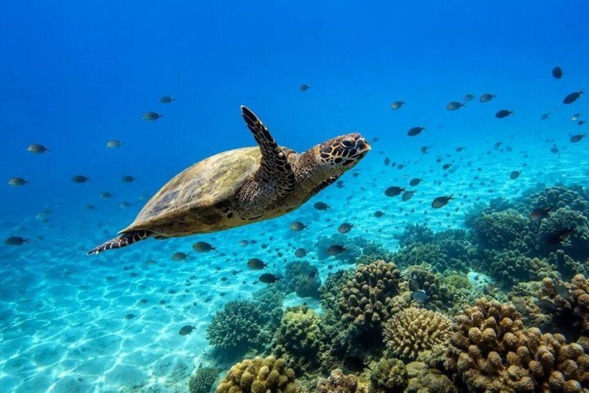 A sea turtle swimming above a coral reef with clear blue water. 2