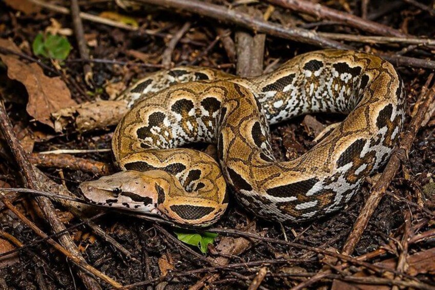 A snake coiled on forest floor among dry leaves and twigs. 5