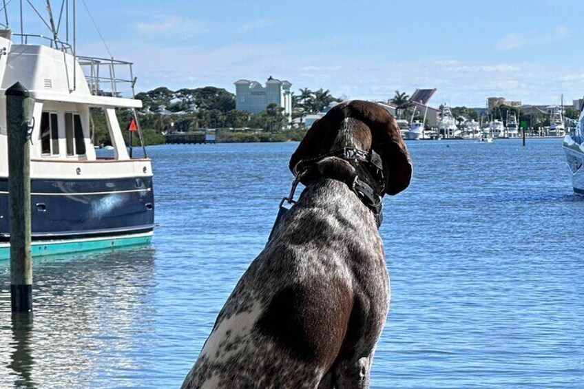 A dog sitting by a body of water with boats in the background. 2