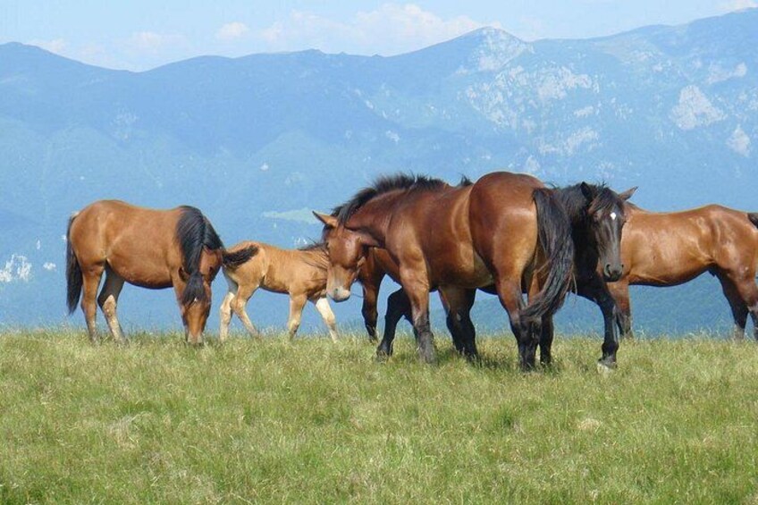 Self-Drive Off-Road in Romania's Carpathian Mountains - 8 Days 2