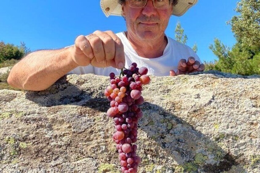 Classic Tour & Natural Wine Tasting (Private) 5