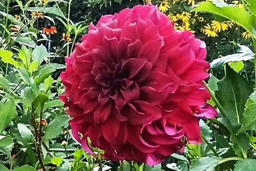 Audio-guided tour of Monet's house and gardens in Giverny 4