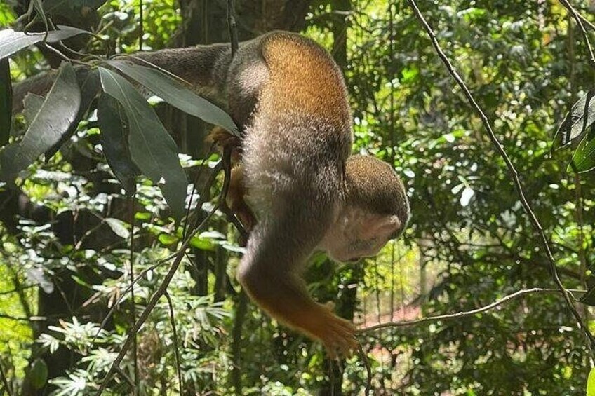 A monkey in a dense forest with green foliage and branches. 2