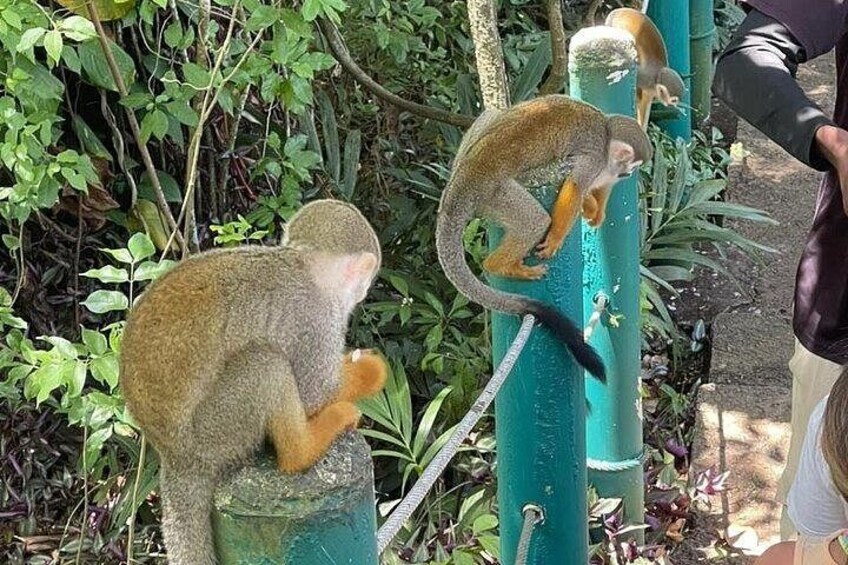Two monkeys on a green post, surrounded by greenery. 4