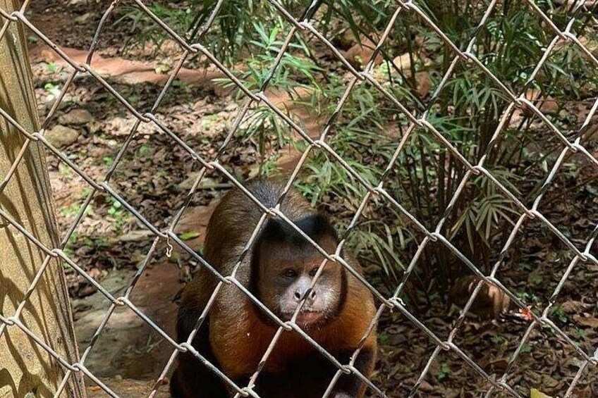 A gorilla behind a chain-link fence in a natural setting with foliage. 3