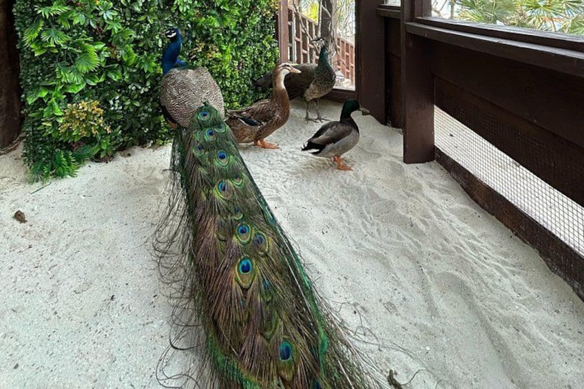 Un pavo real de cola larga, un pato y una paloma sobre una superficie arenosa con vegetación al fondo. 2