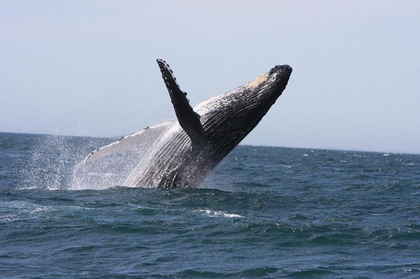 Newcastle Whale Watching Cruise 1