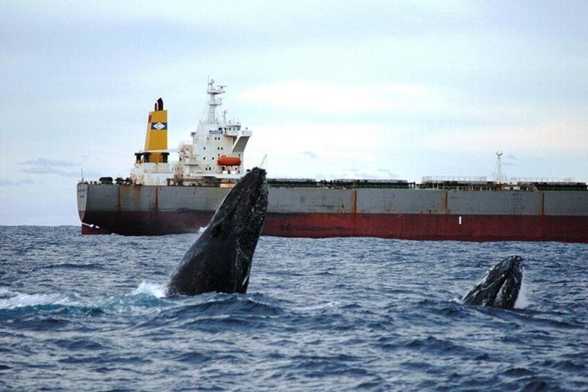 Newcastle Whale Watching Cruise 2