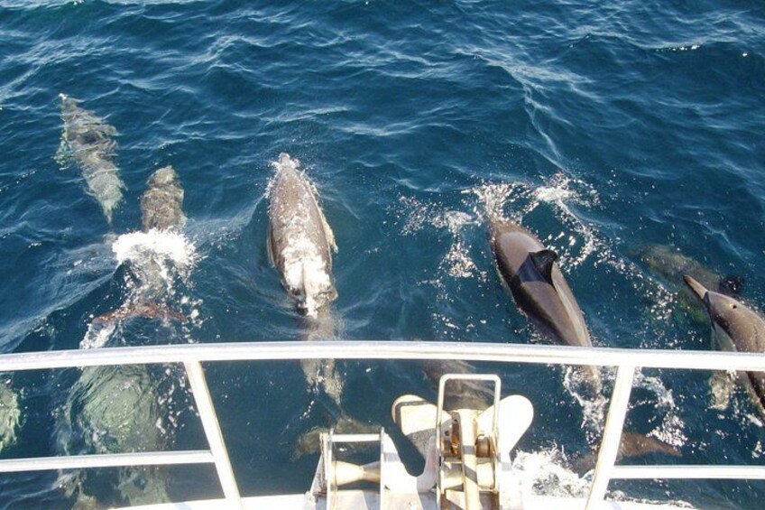 Newcastle Whale Watching Cruise 3
