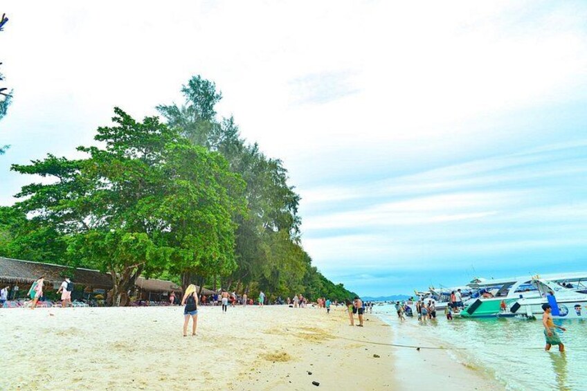A beach with people, boats, and a large tree. 4
