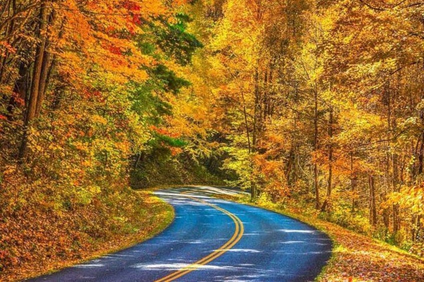 Un chemin sinueux qui traverse une forêt aux couleurs automnales. 1