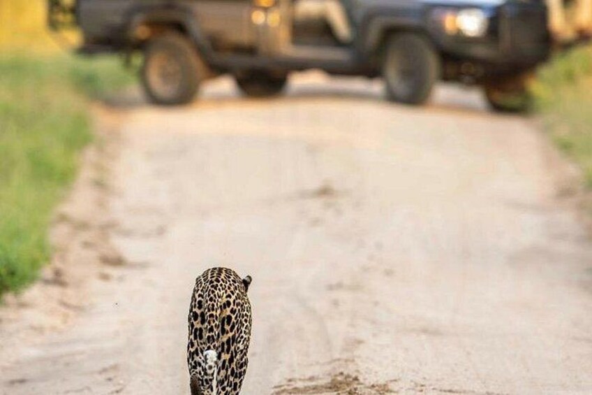 A leopard walking on a dirt path with a vehicle in the background. 5