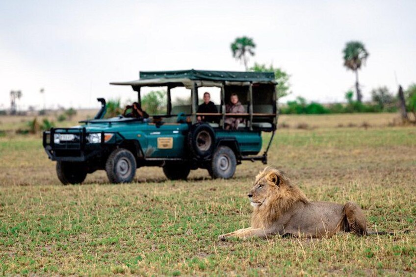 A safari vehicle with passengers and a lion lying in the grass. 1