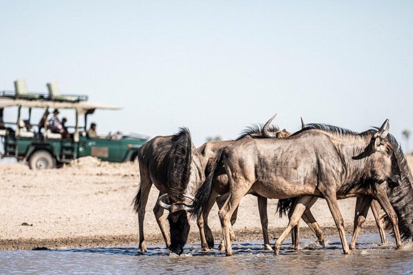 Wildebeests drinking water at a beach with a safari vehicle in the background. 4