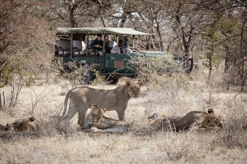 A safari vehicle, a lioness, and cubs in a dry grassland with sparse trees. 3