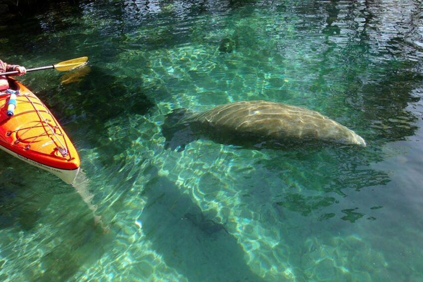 Blue Springs Kayak & Swim Wildlife Adventure 4