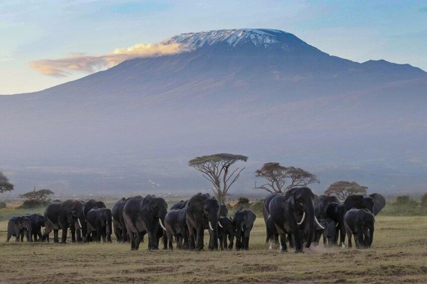 A herd of elephants in a grassy field with a mountain in the background. 4