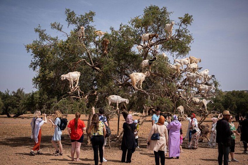 Eine Gruppe von Menschen beobachtet Ziegen, die auf einen Baum klettern, in einer trockenen, offenen Landschaft. 3