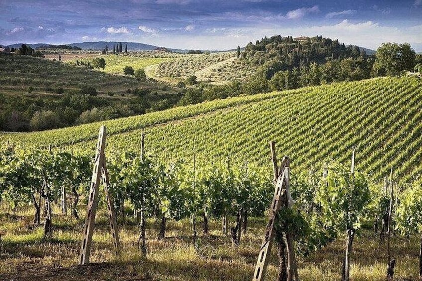 Pisa o Livorno to San Gimignano and Siena Tour &Wine Tasting 1