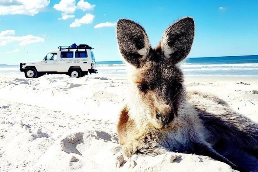 A donkey on a beach with a vehicle in the background. 2