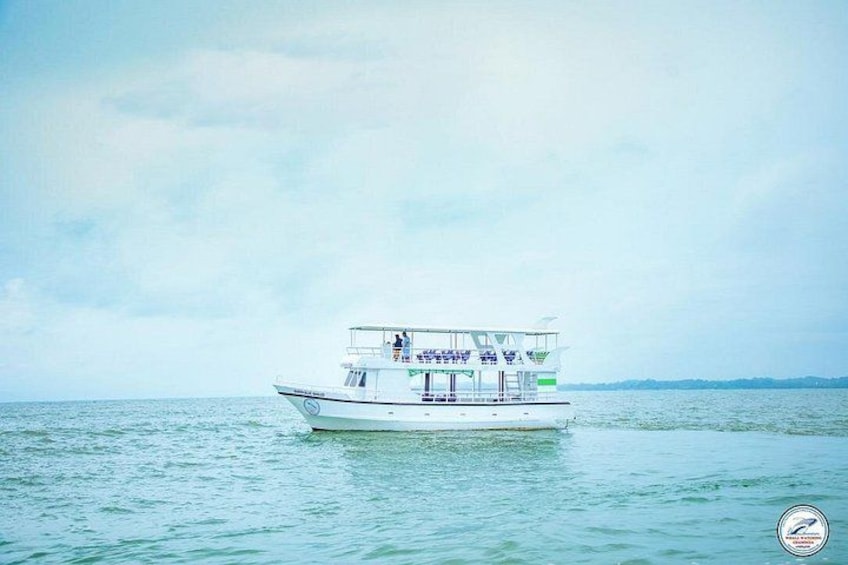 Whale Watching Mirissa Ultimate Tour in Sri Lanka with Breakfast 5