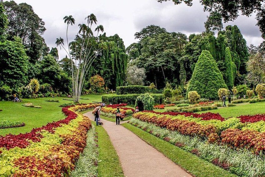 Peradeniya Botanical Garden
Explore the lush beauty of Sri Lanka’s most iconic botanical garden, located just outside Kandy. Home to over 4,000 species of plants. 1