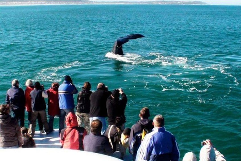 Une baleine surgissant de l’eau, tandis qu’une foule d’observateurs la regarde depuis un bateau. 4