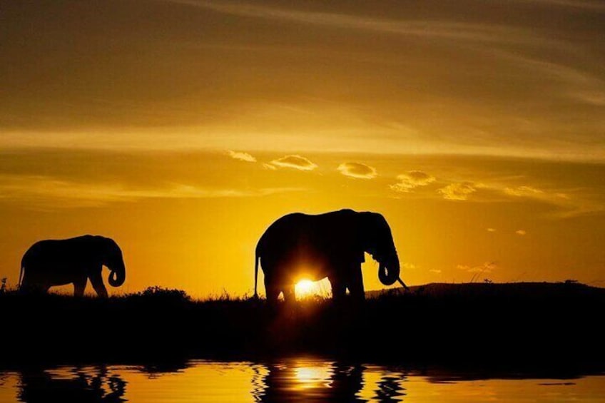 Dos elefantes silueteados contra un atardecer, uno bebiendo de un cuerpo de agua. 2