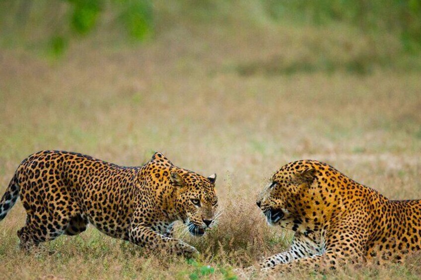 Dos leopardos en un campo de hierba. 3