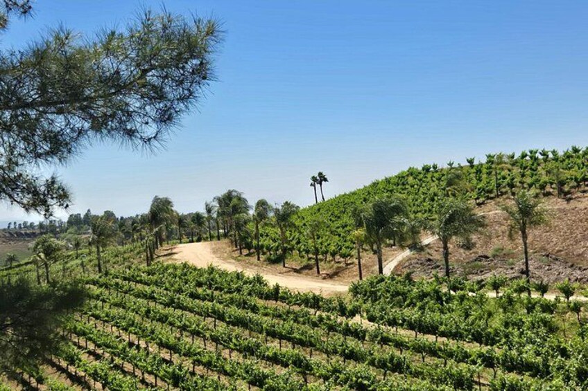 Temecula Uncorked: A Self-Guided Driving Tour of its Wineries 2