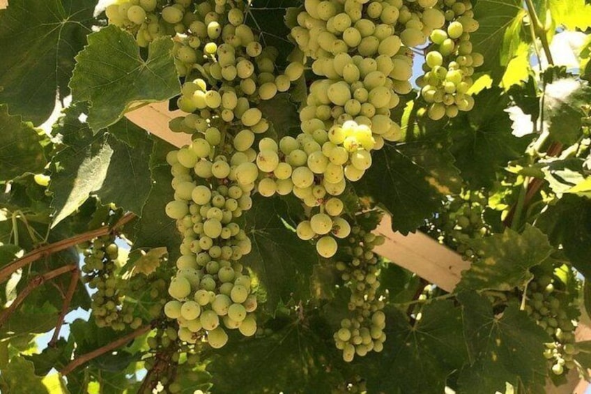 Temecula Uncorked: A Self-Guided Driving Tour of its Wineries 2