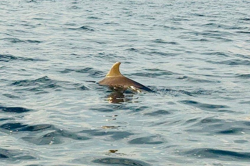 Dolphin Watching Tour - I see you out there Howard... Come on over and day hi 5